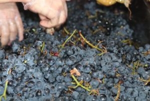 Vinícola Borgo está em fase de produção de vinhos