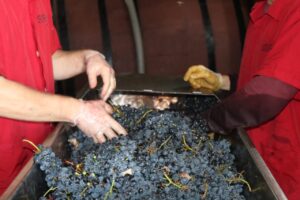 Vinícola Borgo iniciou a produção da nova safra de vinhos